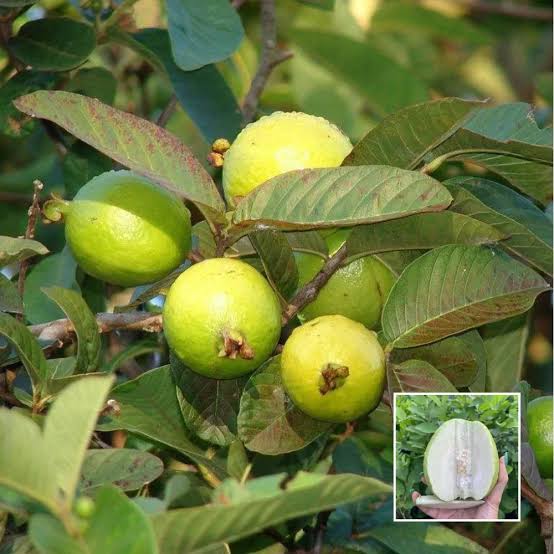 Taiwan White Guava Plants — Guava sapling available at Agro Nursery Garden